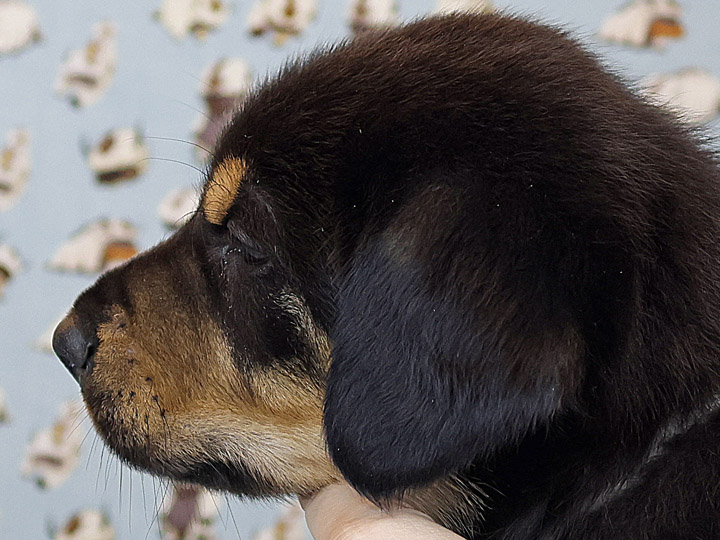 chinook puppy